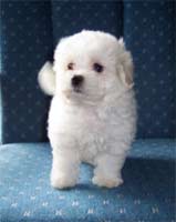 POTTYY TRAINED TEACUP MALTESE PUPPIES FOR ADOPTION